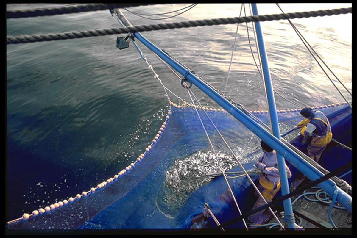 Sardine ring net - Trawl and purse seine manufacturer in Brittany -  Fabricant de Filets de Pêche